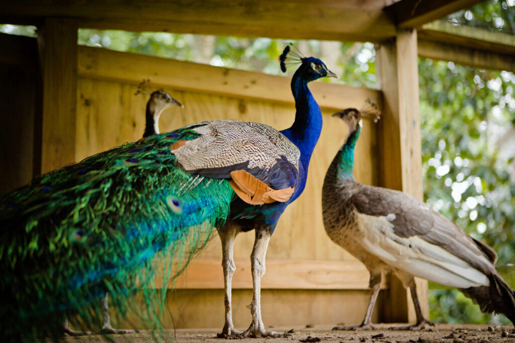 Peacocks Together